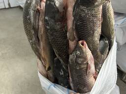 Сазан-Торман