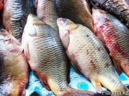 Сазан тушка и филе