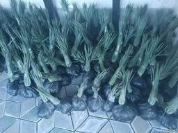 Саженцы