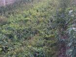 Саженцы - фото 3