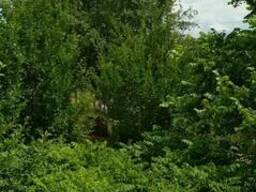 Саженцы Черного ореха с открытой корневой системой