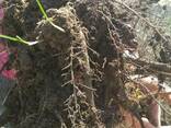 Саженцы Черного ореха с открытой корневой системой - фото 3
