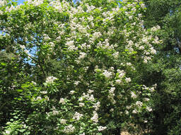 Саженцы чёрного ореха, катальпы.