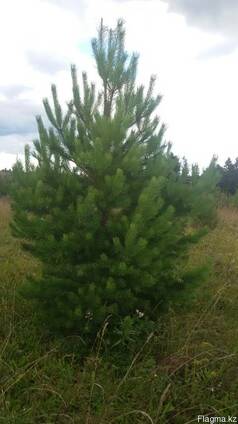 Саженцы деревьев: ель, сосна, береза, липа, рябина