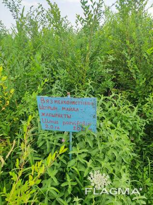 Саженцы деревьев лиственных и хвойных пород