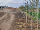 Саженцы деревьев лиственных и хвойных пород - фото 8