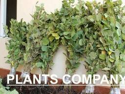 Саженцы фундука оптом в розницу из питомника