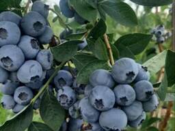 Саженцы голубики