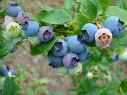 Саженцы голубики оптом Блюкроп