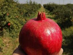 Саженцы граната