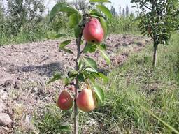 Саженцы груша