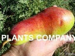 Саженцы груша талгарская красавица