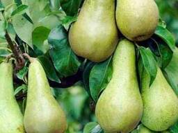 Саженцы груши "Конференция". Казахстан
