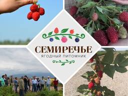 Саженцы малины "Нижегородец" ЗКС