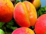 Саженцы персика, абрикоса, нектарина - фото 1