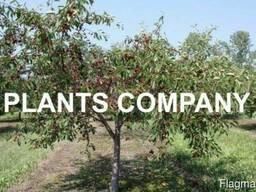 Саженцы плодовые деревья вишня из питомника