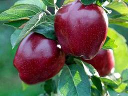 Саженцы плодовых деревьев - ищем торговых представителей в Казахстане