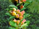 Саженцы плодовых деревьев - ищем торговых представителей в Казахстане - фото 14