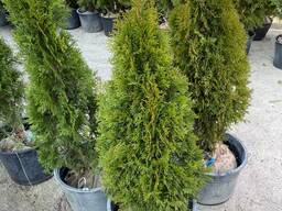 Саженцы Туй оптом