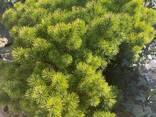 Саженцы Туй оптом - фото 1