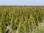 Саженцы Туй оптом - фото 3