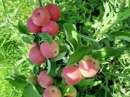 Саженцы яблоки