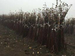 Европейские саженцы яблонь 2-х летки