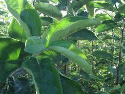 Саженцы яблонь