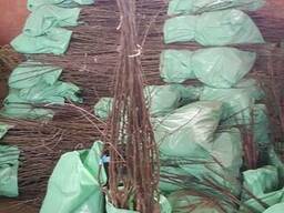 Саженцы яблони