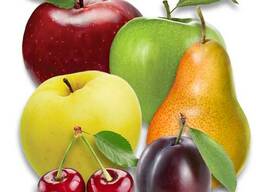 Саженцы яблони, груши, . .. Проектирование садов и поддержка. .. Ищем представителя.