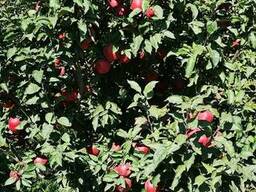 Саженцы яблони " Стар- Крымсон" ( Американка)