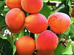Саженец абрикоса "Краснощекий". Казахстан