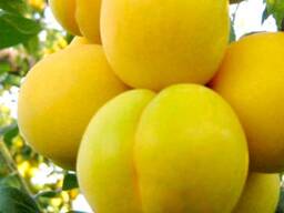 Саженец диплоидной сливы "Байрон Голд". Крым