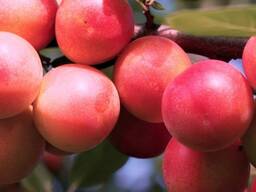 Саженец диплоидной сливы "Оцарк Премьер". Крым