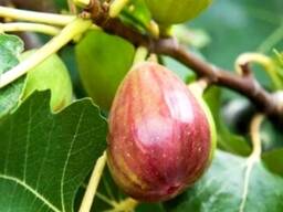 Саженец инжира "Брунсвик". Крым