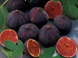 Саженец инжира "Крымский черный". Крым