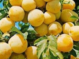 Саженец сливы "Джефферсон". Крым