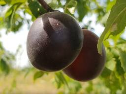 Саженец сливы "Анжелина". Казахстан