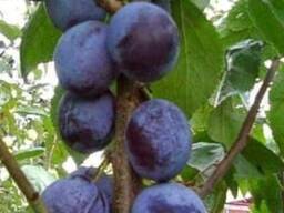 Саженец сливы "Блю Свит"(колоновидной).