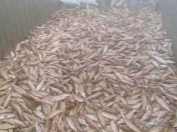 Сельдь свежемороженая, минтай, мойва, камбала, кальмар, судак