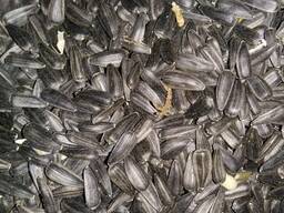 Семечки масленичные (подсолнечника)