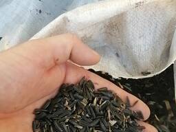 Семечки подсолнуха