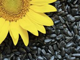 Семечки подсолнуха