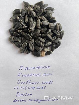 Семечки, семена подсолнечника, sunflower seed, 2024
