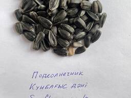 Семечки, семена подсолнечника, sunflower seed, 2024