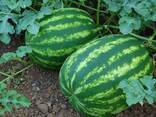 Семена арбуза Кримсон Свит - фото 5