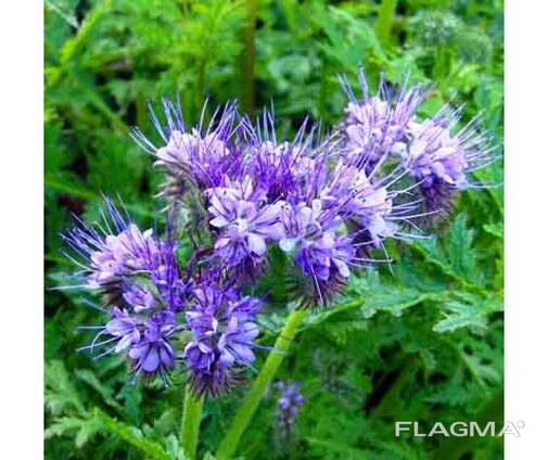 Семена Фацелии