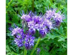 Семена Фацелии