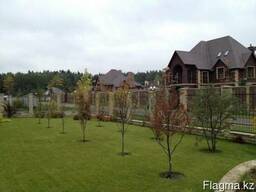 Семена для газона