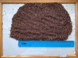 Семена Горчицы черной